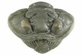 Wide Enrolled Flexicalymene Trilobite - Mt Orab, Ohio #380283-1